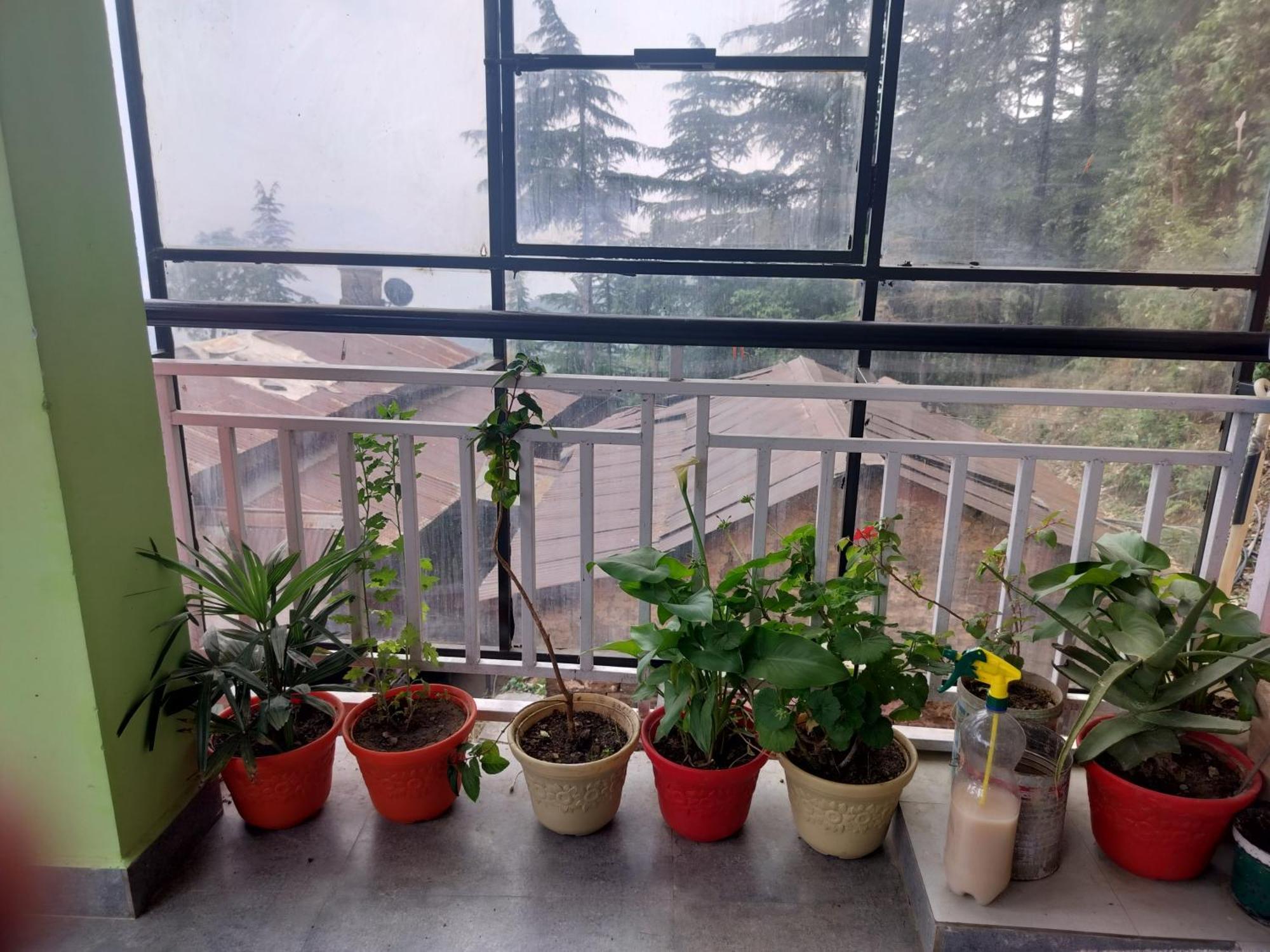 Tree Valley Homestay Чейл Екстер'єр фото