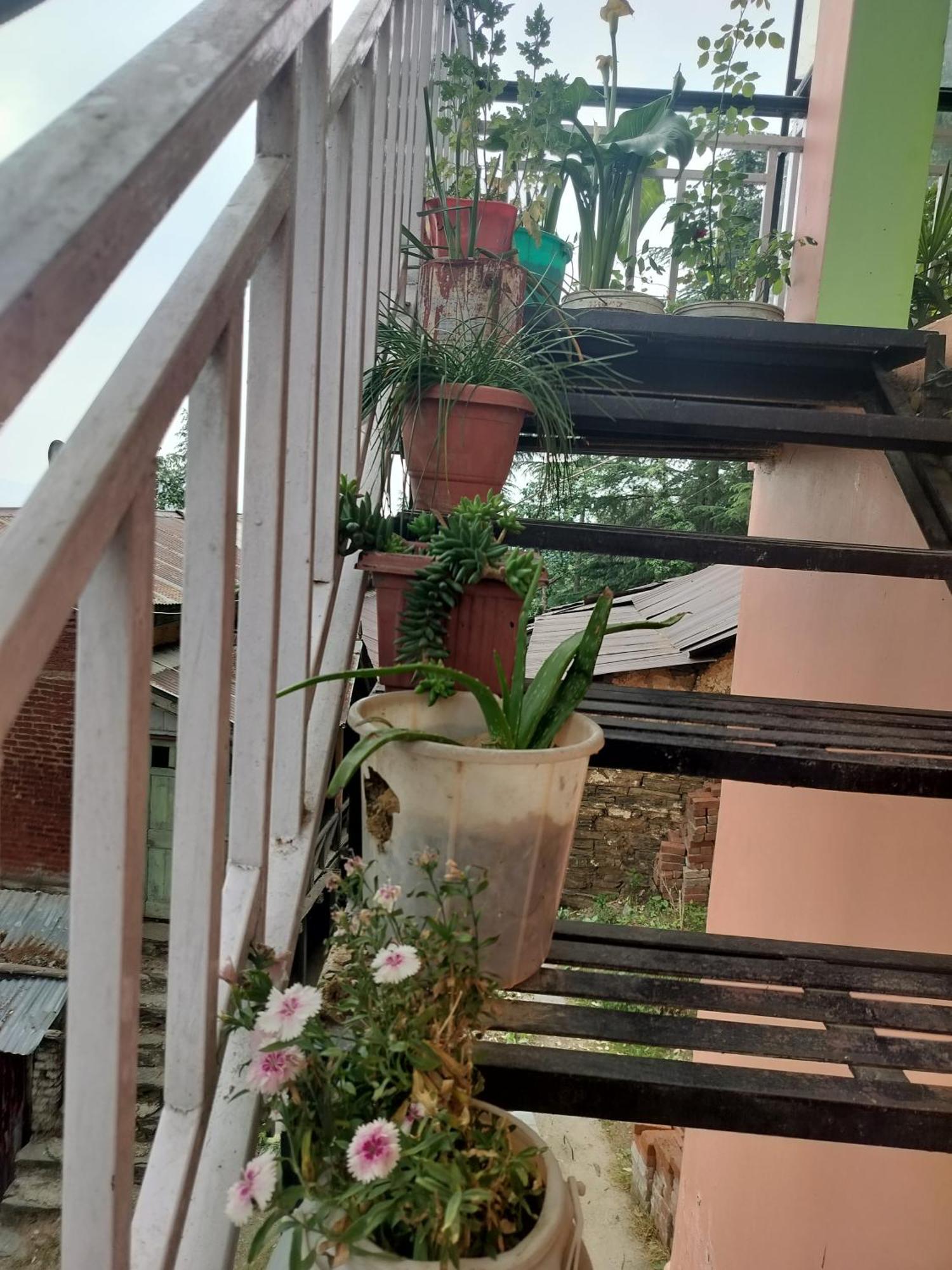 Tree Valley Homestay Чейл Екстер'єр фото