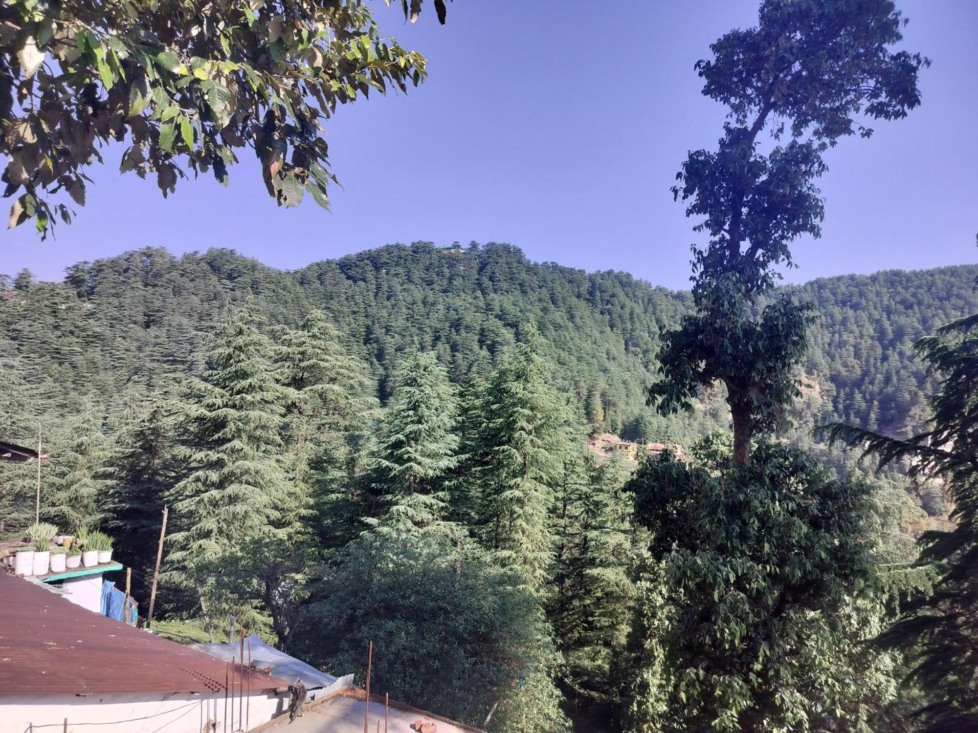 Tree Valley Homestay Чейл Екстер'єр фото