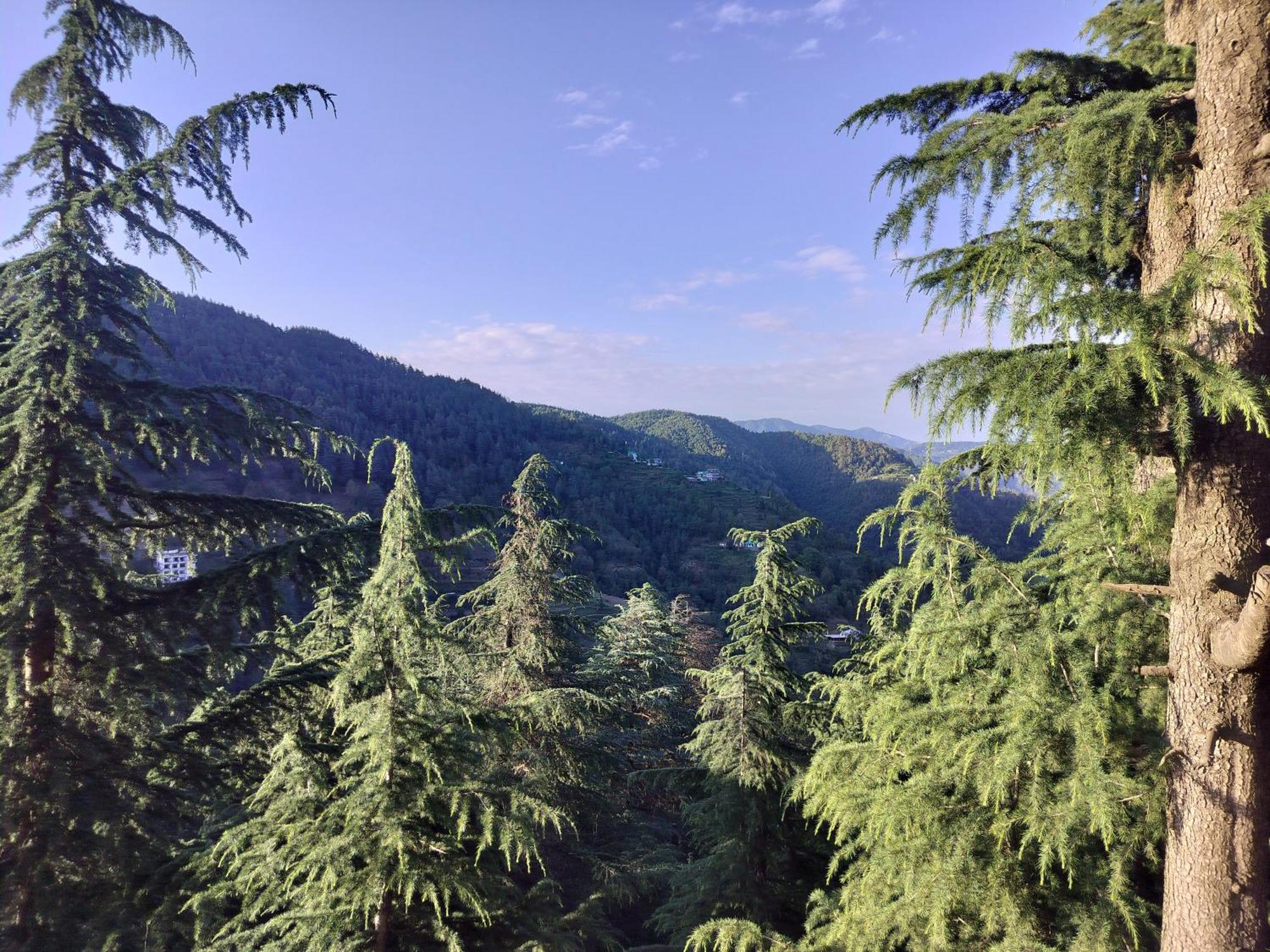 Tree Valley Homestay Чейл Екстер'єр фото